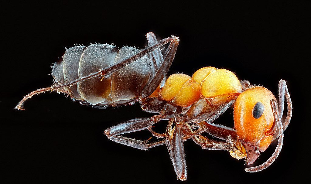 Ant Control service in Euless, TX
