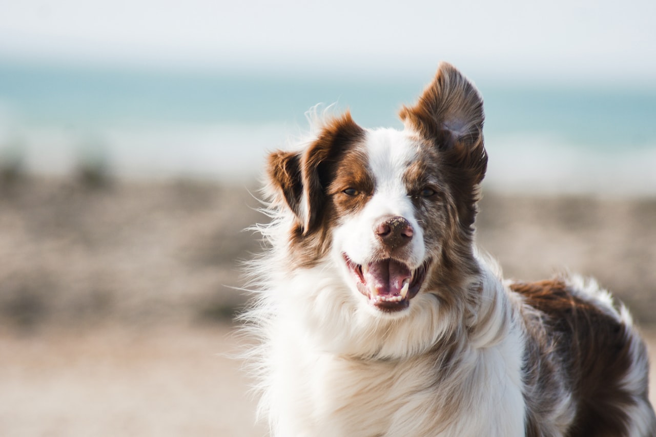 Flea & Tick Control service in Euless, TX
