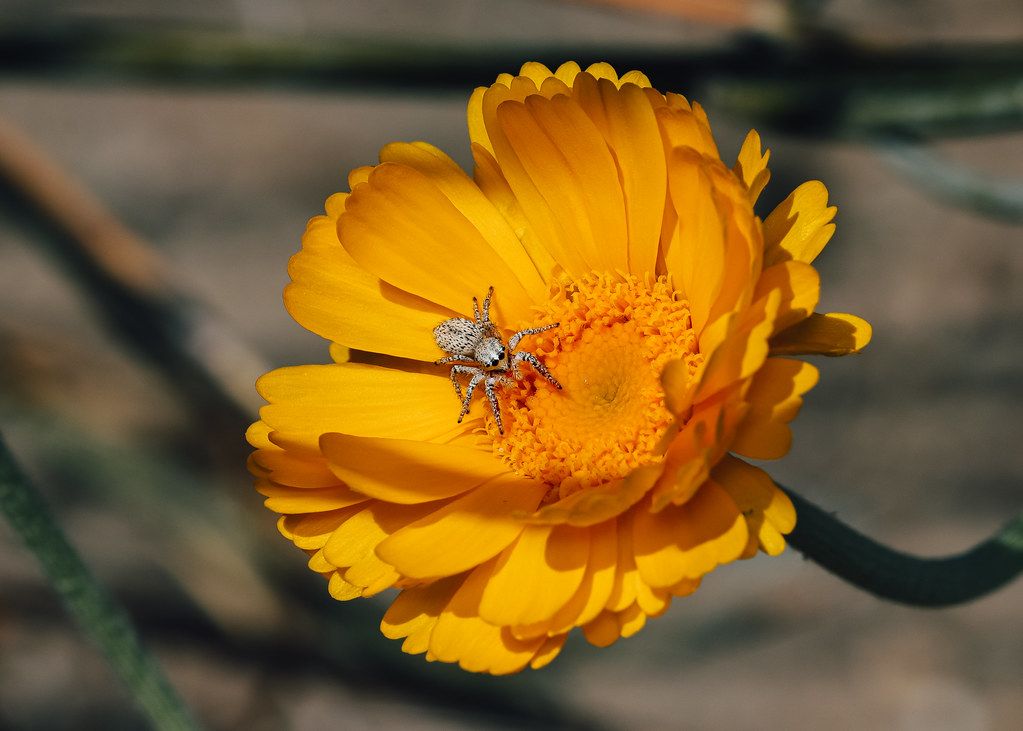 Spider Control service in Euless, TX